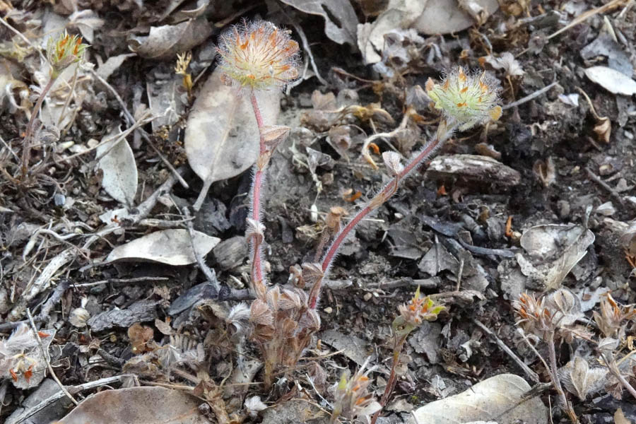 Trifolium cherleri / Trifoglio di Cherler